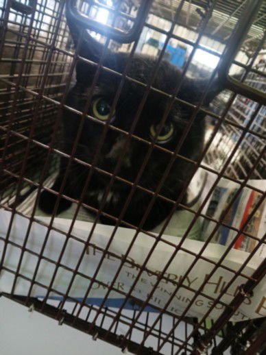 FRITZ - Domestic Short Hair available for adoption