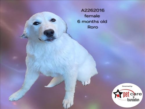 RORO - Golden Retriever / Labrador Retriever available for adoption