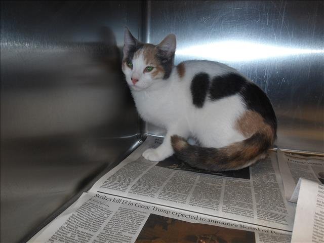 MARSHMELLOW - Domestic Short Hair available for adoption