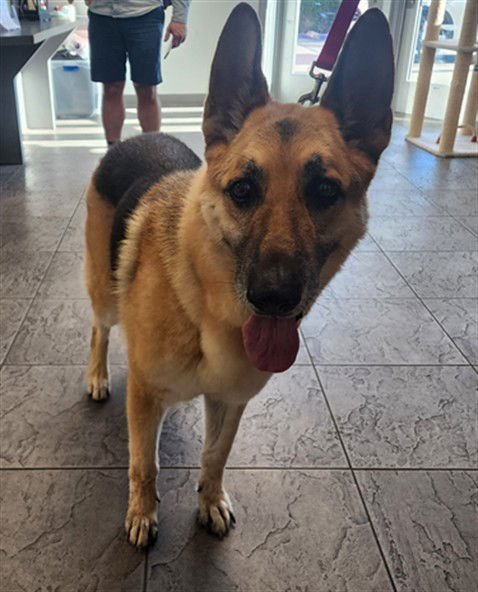 SEDONA - German Shepherd Dog available for adoption