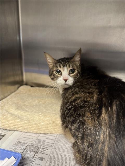 LEXI - Domestic Short Hair available for adoption