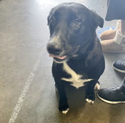 CHUCHA - Labrador Retriever available for adoption