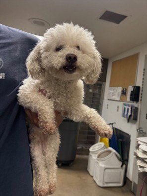 SHADOW - Poodle (Miniature) available for adoption