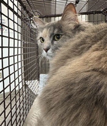 FAN FAN - Domestic Medium Hair available for adoption