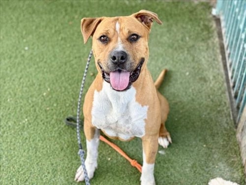 GRIZZ - Staffordshire Bull Terrier available for adoption