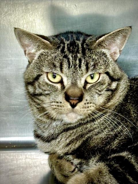 BILLY - Domestic Short Hair available for adoption