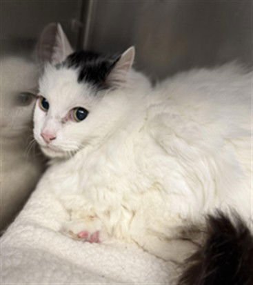 BLONDIE - Domestic Short Hair available for adoption