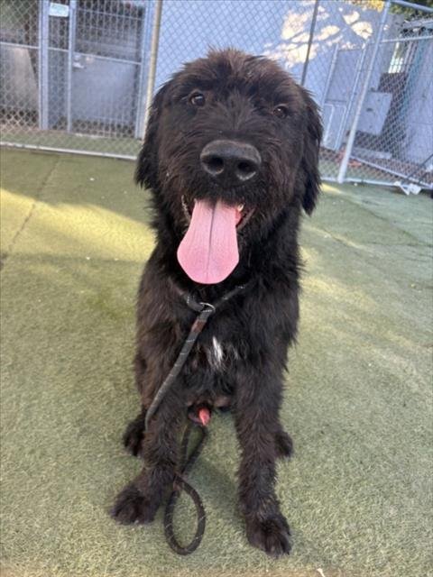 TUGBOAT - Irish Wolfhound available for adoption