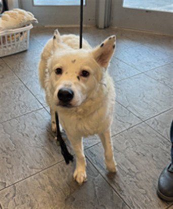 SATURN - Border Collie available for adoption