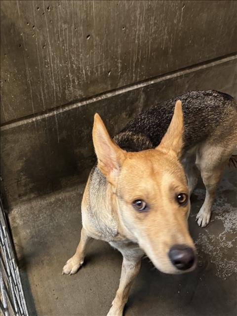 SPIKE - German Shepherd Dog available for adoption