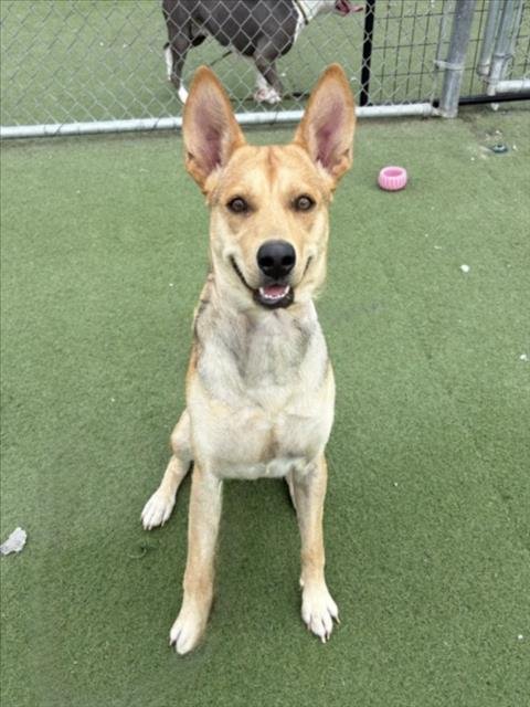 SPIKE - German Shepherd Dog available for adoption