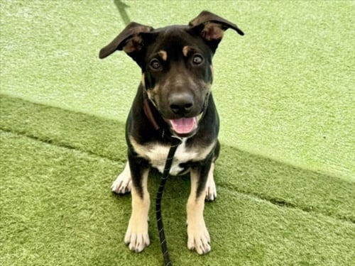 HOLISTER - German Shepherd Dog available for adoption