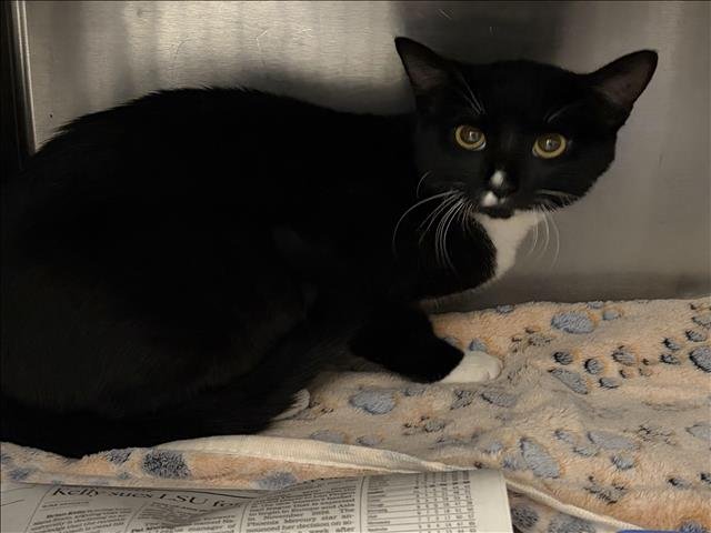 SOKKA - Domestic Short Hair available for adoption