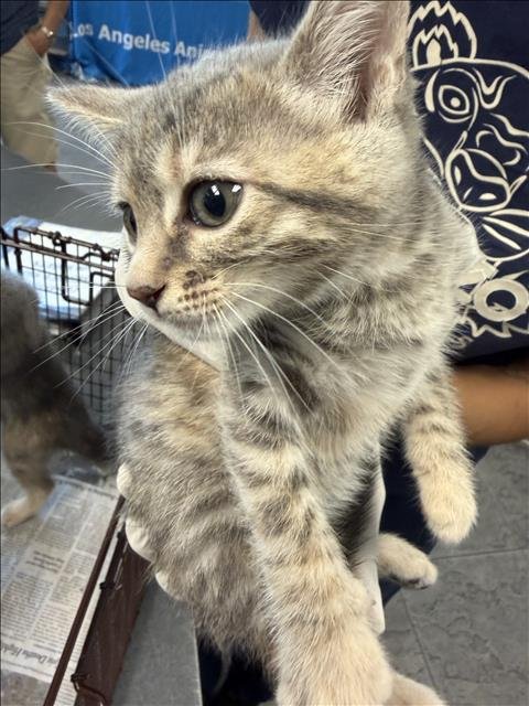 BETH - Domestic Short Hair available for adoption