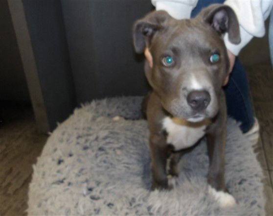 RAUL - Staffordshire Bull Terrier available for adoption