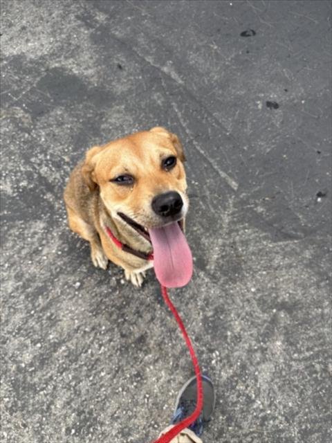 JULIA - German Shepherd Dog available for adoption