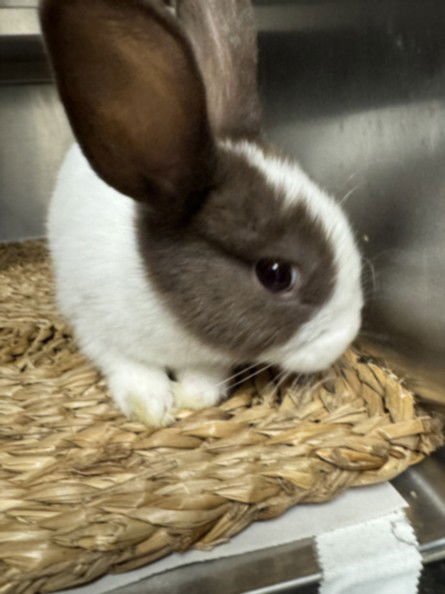 SAMMY - Shorthaired Rabbit available for adoption
