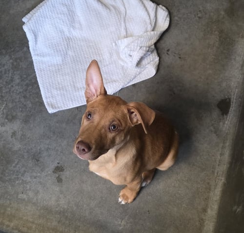 MARCHY - Pit Bull Terrier available for adoption