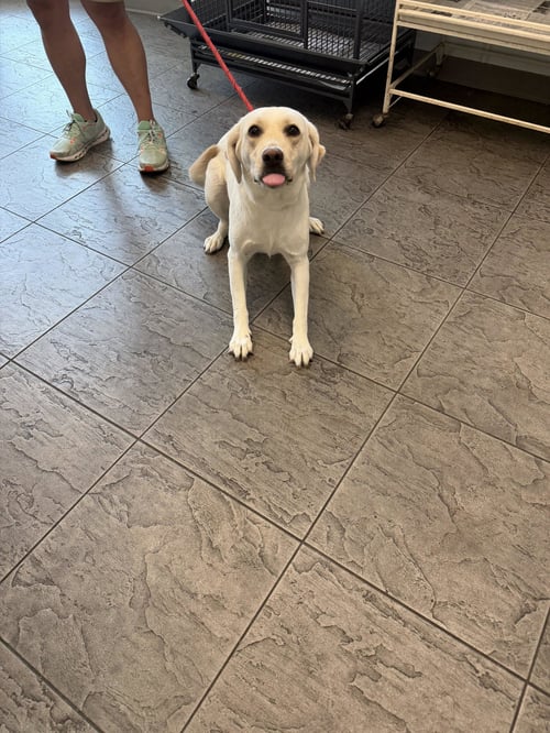 DOSHA - Labrador Retriever available for adoption