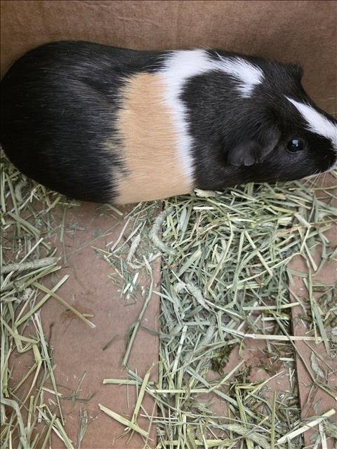 PEANUT - Guinea Pig available for adoption