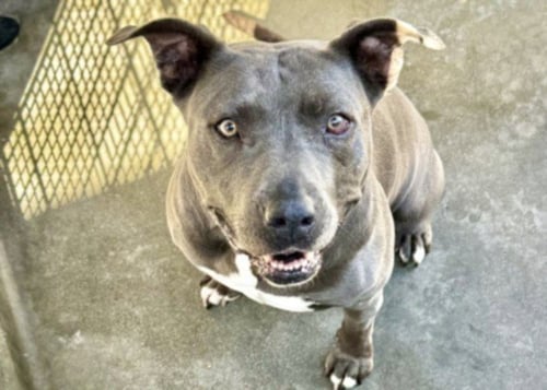 BAILEY - Staffordshire Bull Terrier available for adoption