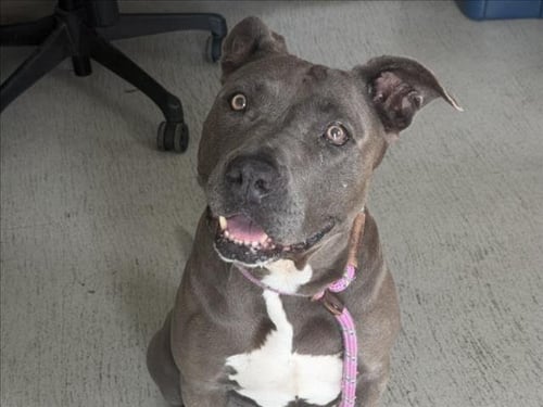 BAILEY - Staffordshire Bull Terrier available for adoption