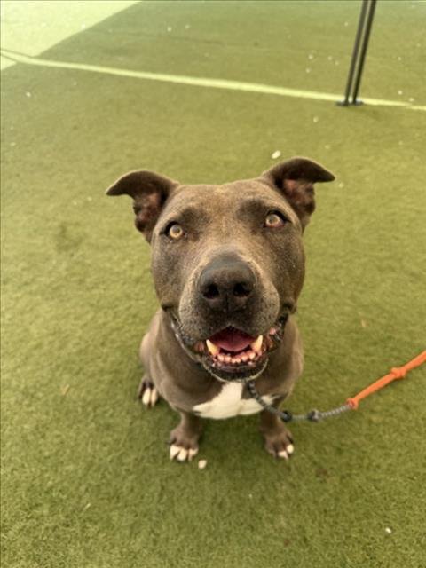 BAILEY - Staffordshire Bull Terrier available for adoption