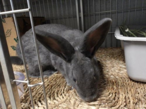BONNIE - Shorthaired Rabbit available for adoption