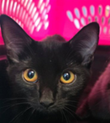 MINNIE - Domestic Medium Hair available for adoption