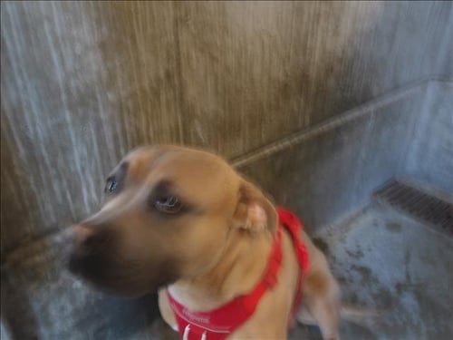 SOEY - German Shepherd Dog available for adoption