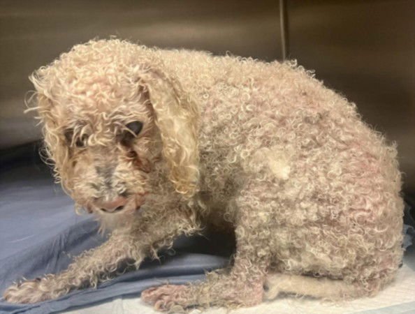 RAIN - Poodle (Miniature) available for adoption