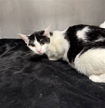 ELEVEN - Domestic Short Hair available for adoption