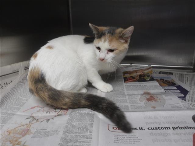 FREYA - Domestic Short Hair available for adoption