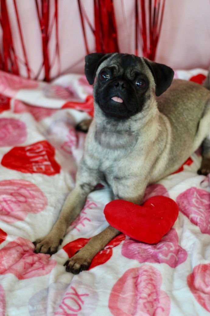 GIA - Pug available for adoption