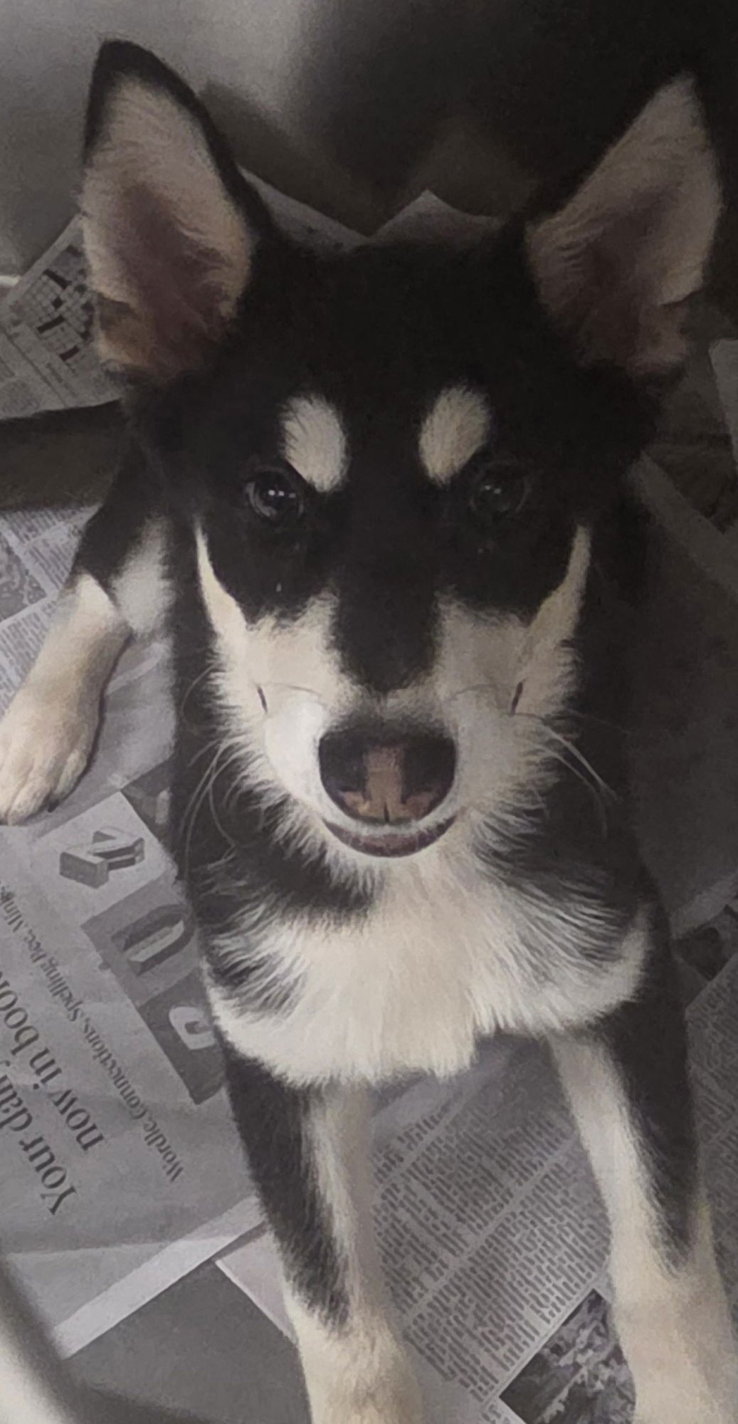 MOLLY - Husky available for adoption