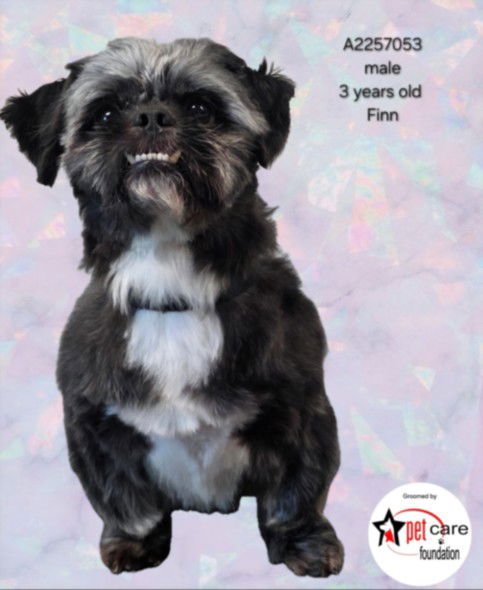 FINN - Shih Tzu available for adoption