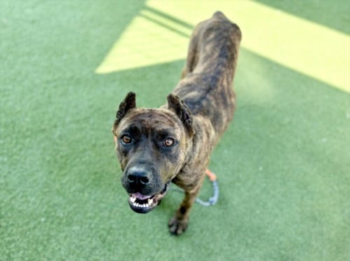 SABLE - Boxer available for adoption