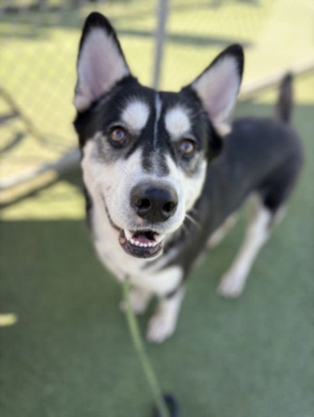 SPOCK - German Shepherd Dog available for adoption