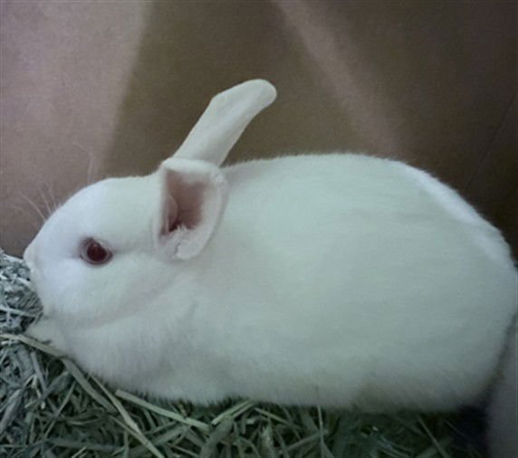 FREDDY FAZBEAR - Shorthaired Rabbit available for adoption