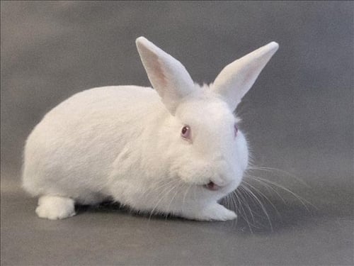 FREDDY FAZBEAR - Shorthaired Rabbit available for adoption