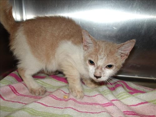 AYLA - Domestic Short Hair available for adoption