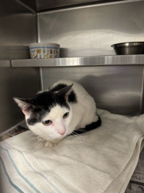 BOWIE - Domestic Short Hair available for adoption