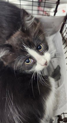 ADAMS - Domestic Short Hair available for adoption