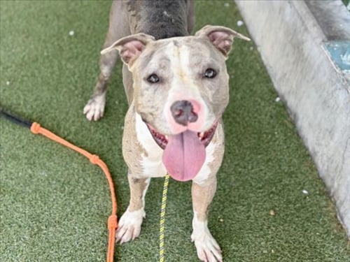 CHEVY - Pit Bull Terrier available for adoption