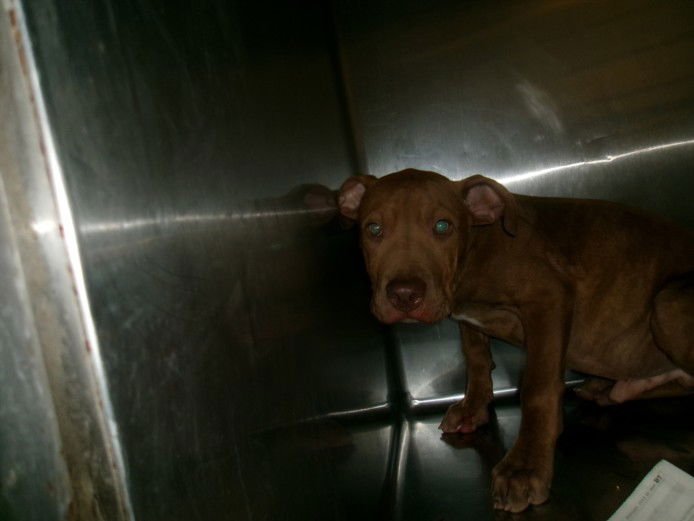 DODGER - Pit Bull Terrier available for adoption