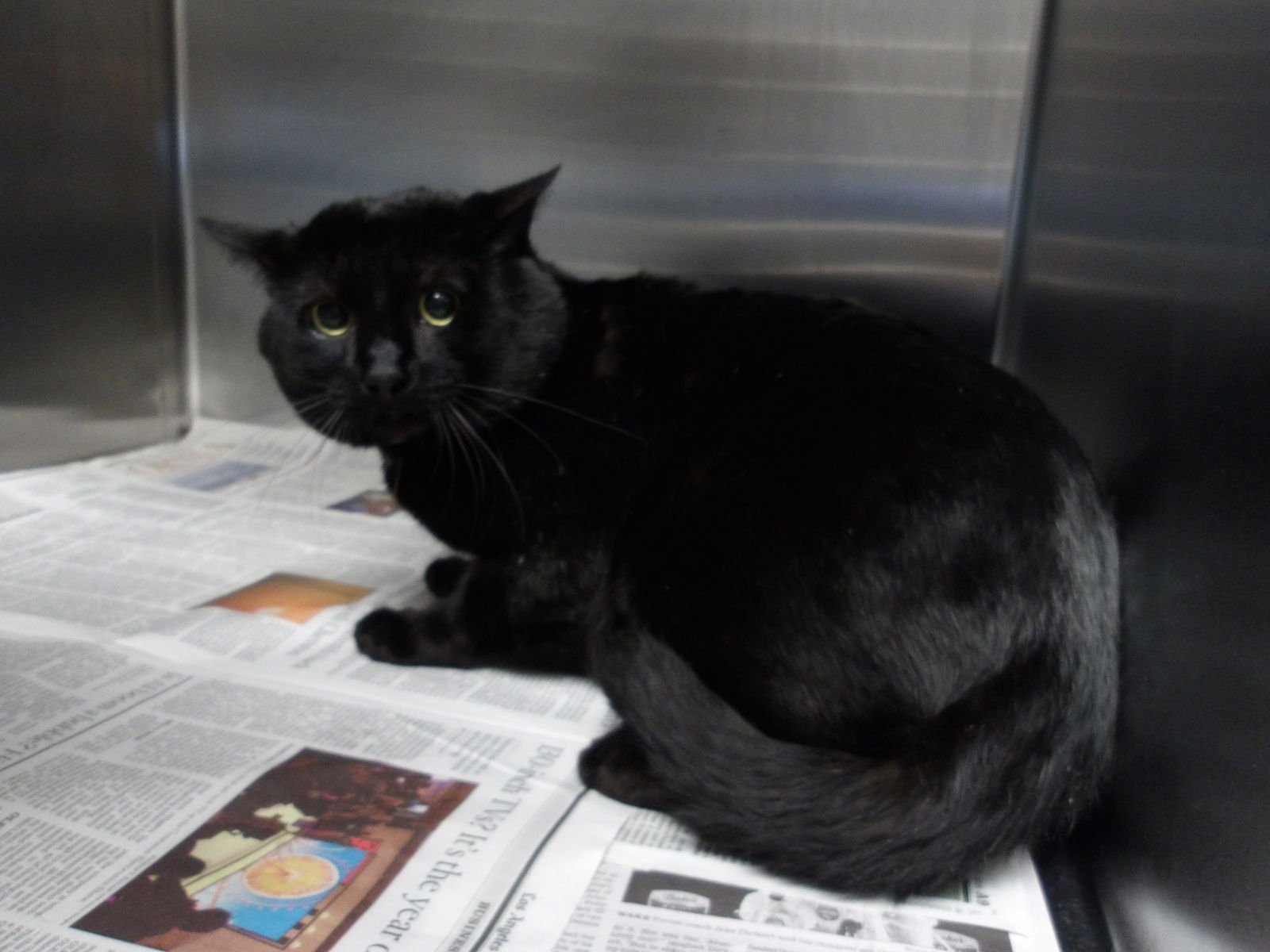 KOSA - Domestic Short Hair available for adoption