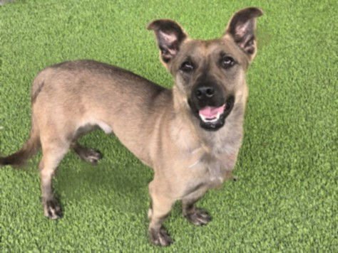 GOOSE - Chihuahua available for adoption