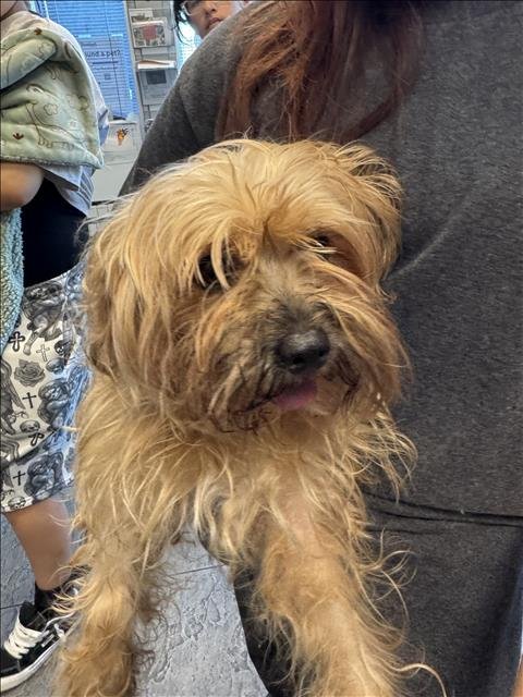 AKIRA - Yorkshire Terrier Yorkie available for adoption