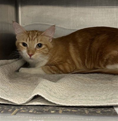 NALA - Domestic Short Hair available for adoption