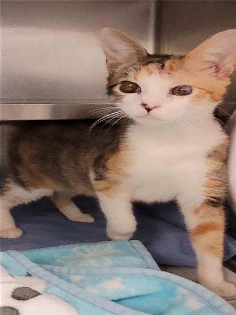 AZALEA - Domestic Short Hair available for adoption